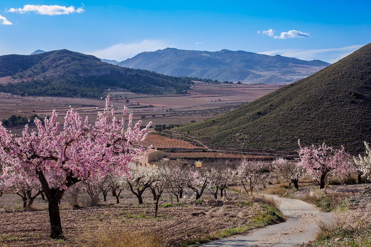 Casa de la Piña - Foto 4