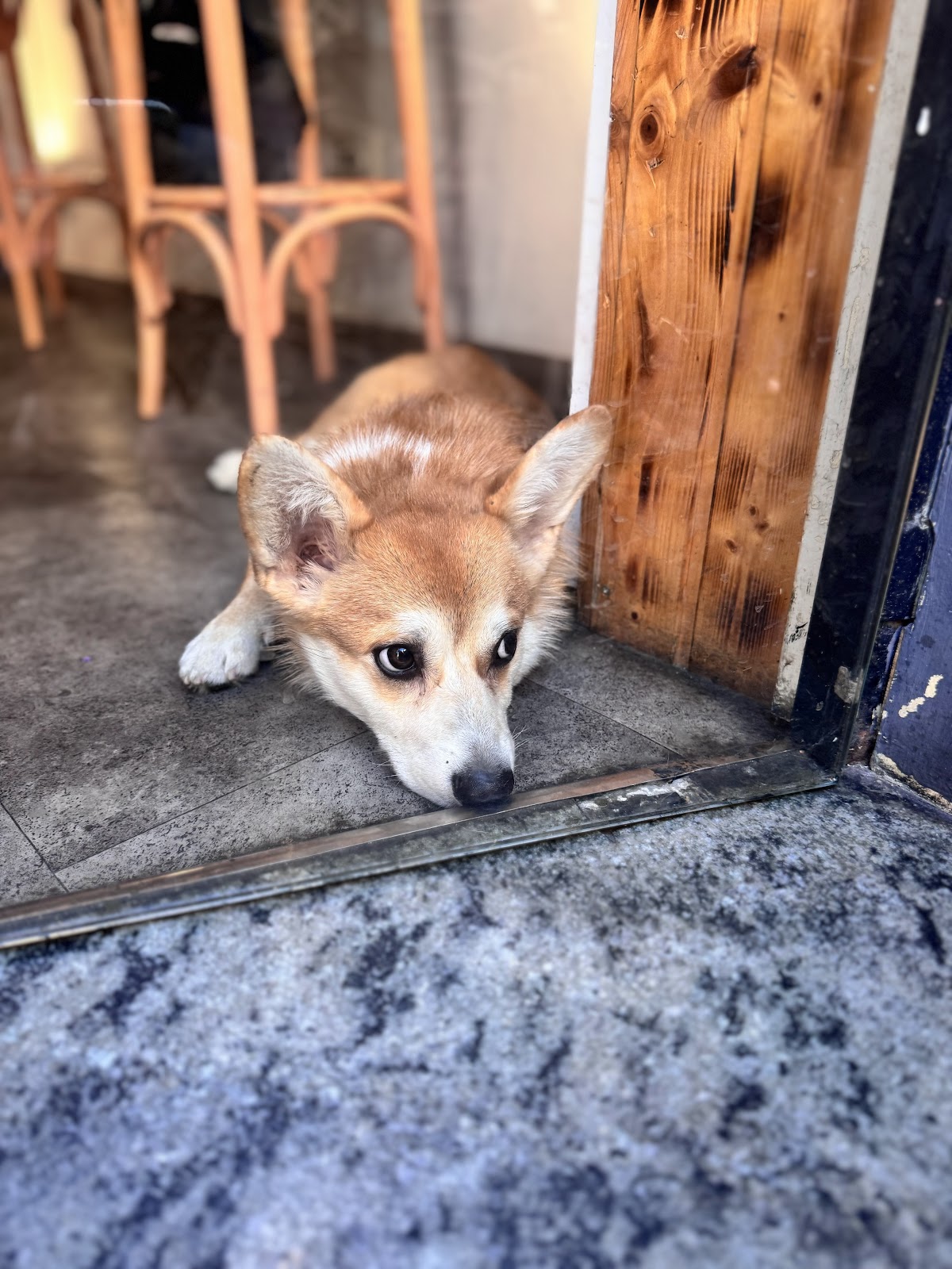 Corgi Cafe | Sagrada - Foto 4