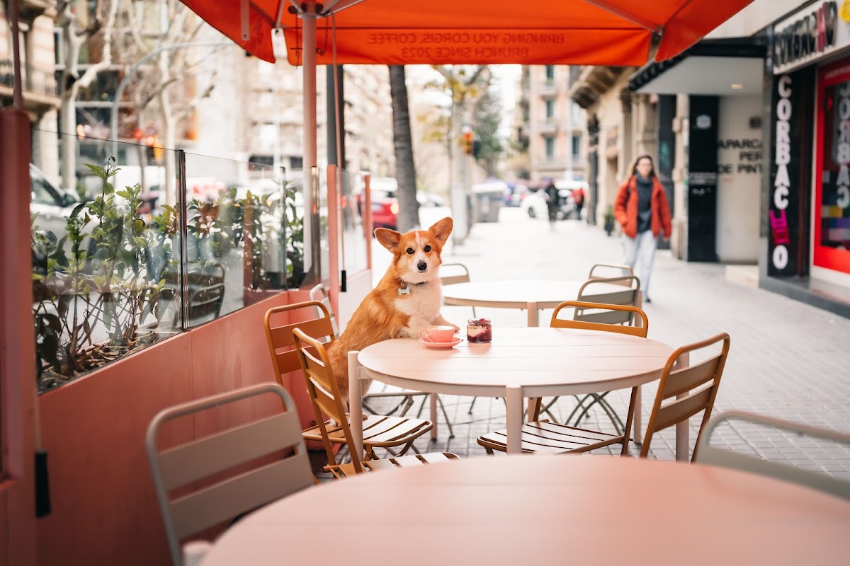 Corgi Cafe | Eixample