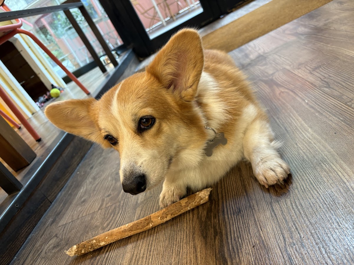 Corgi Cafe | Eixample - Foto 4