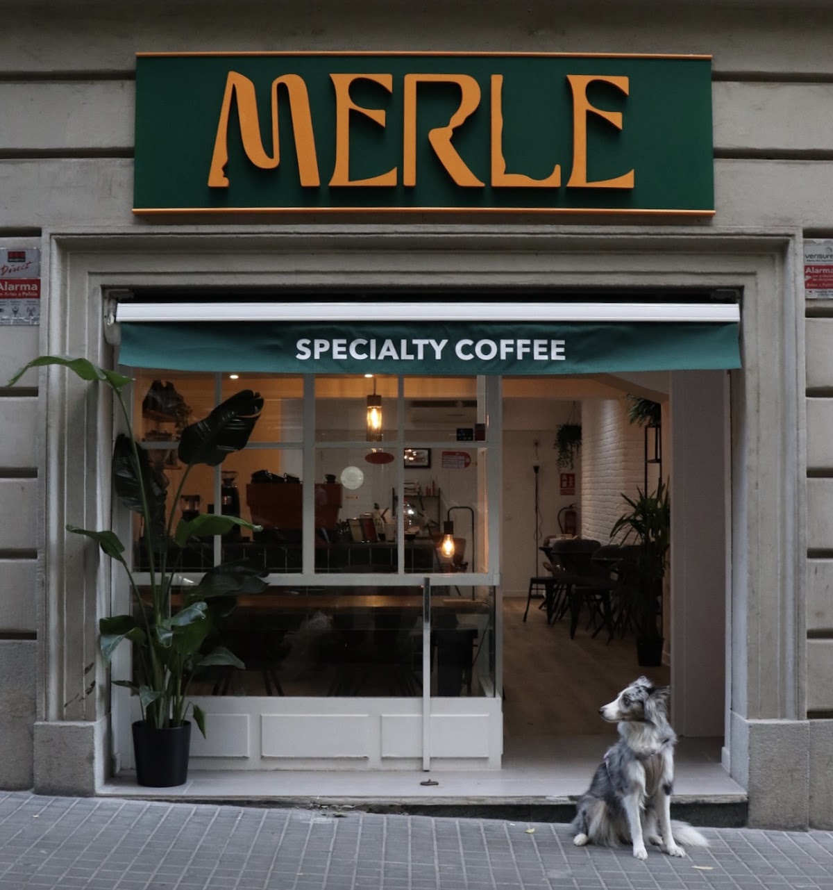 Merle Coffee - Foto 1