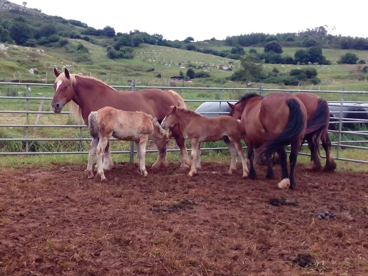 Hospedería El Cantio - Foto 5