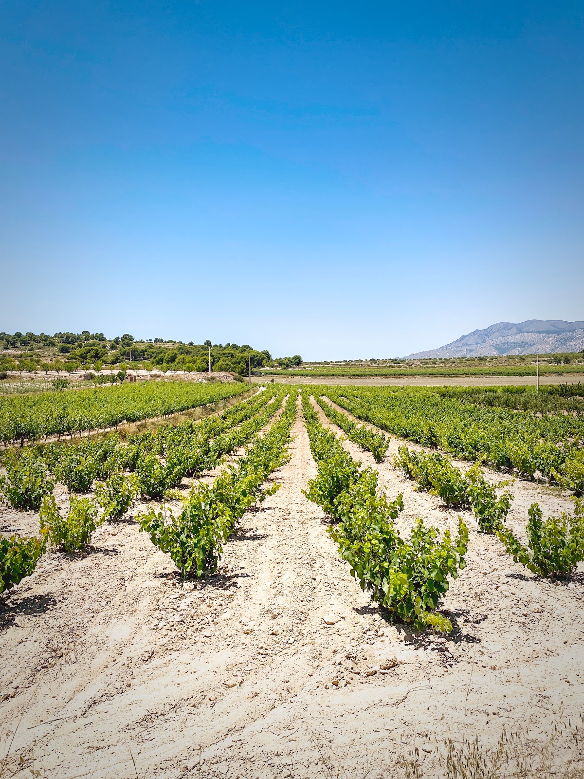 Mansion La Caballusa - Foto 5