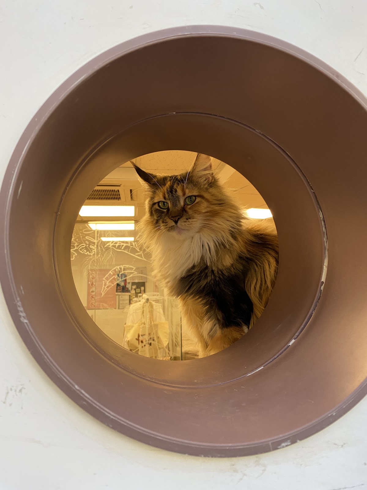 Paws For A Moment (Cat Café Co-Working) - Foto 2