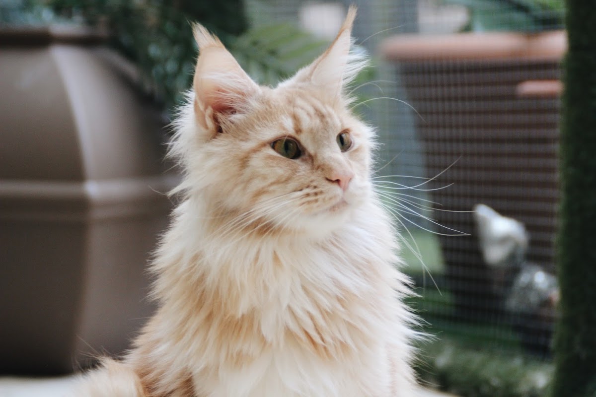 Paws For A Moment (Cat Café Co-Working) - Foto 3