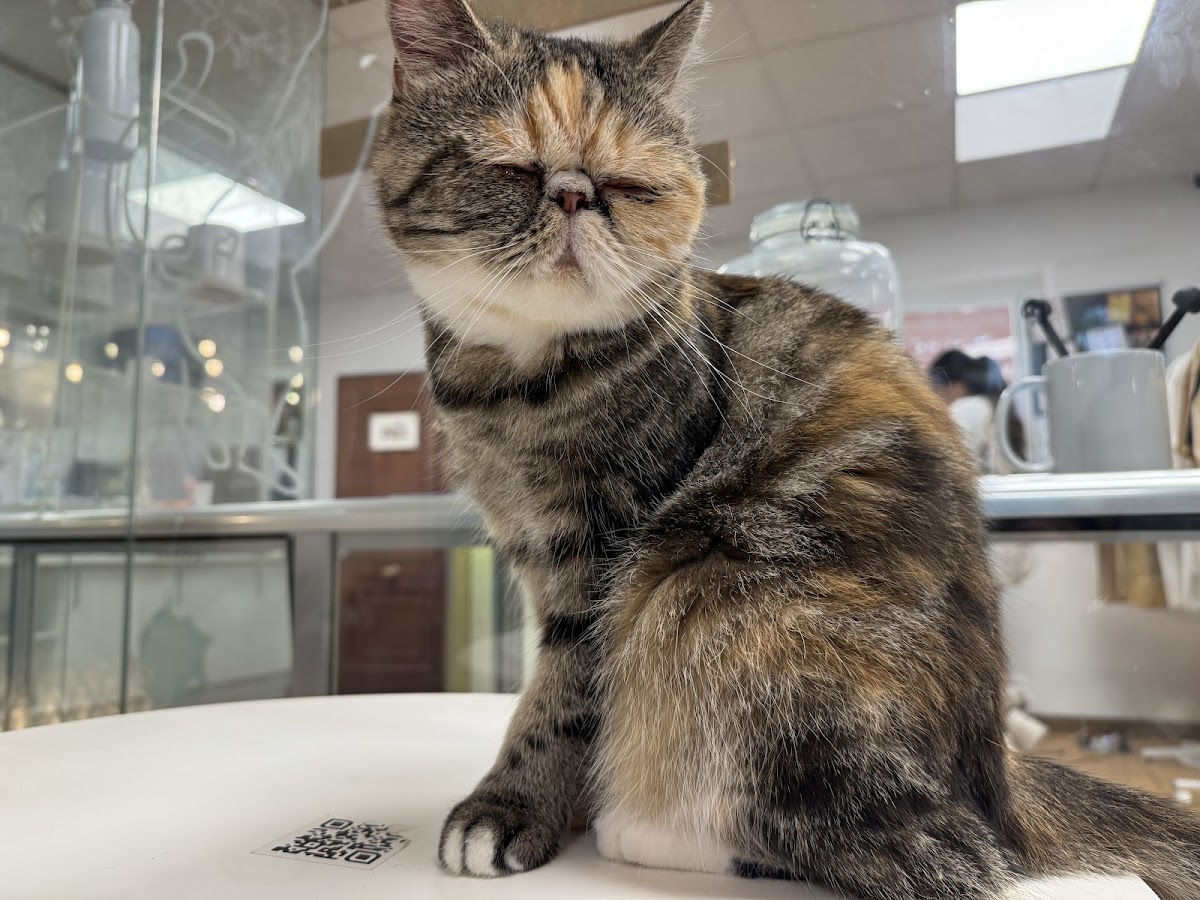 Paws For A Moment (Cat Café Co-Working) - Foto 4