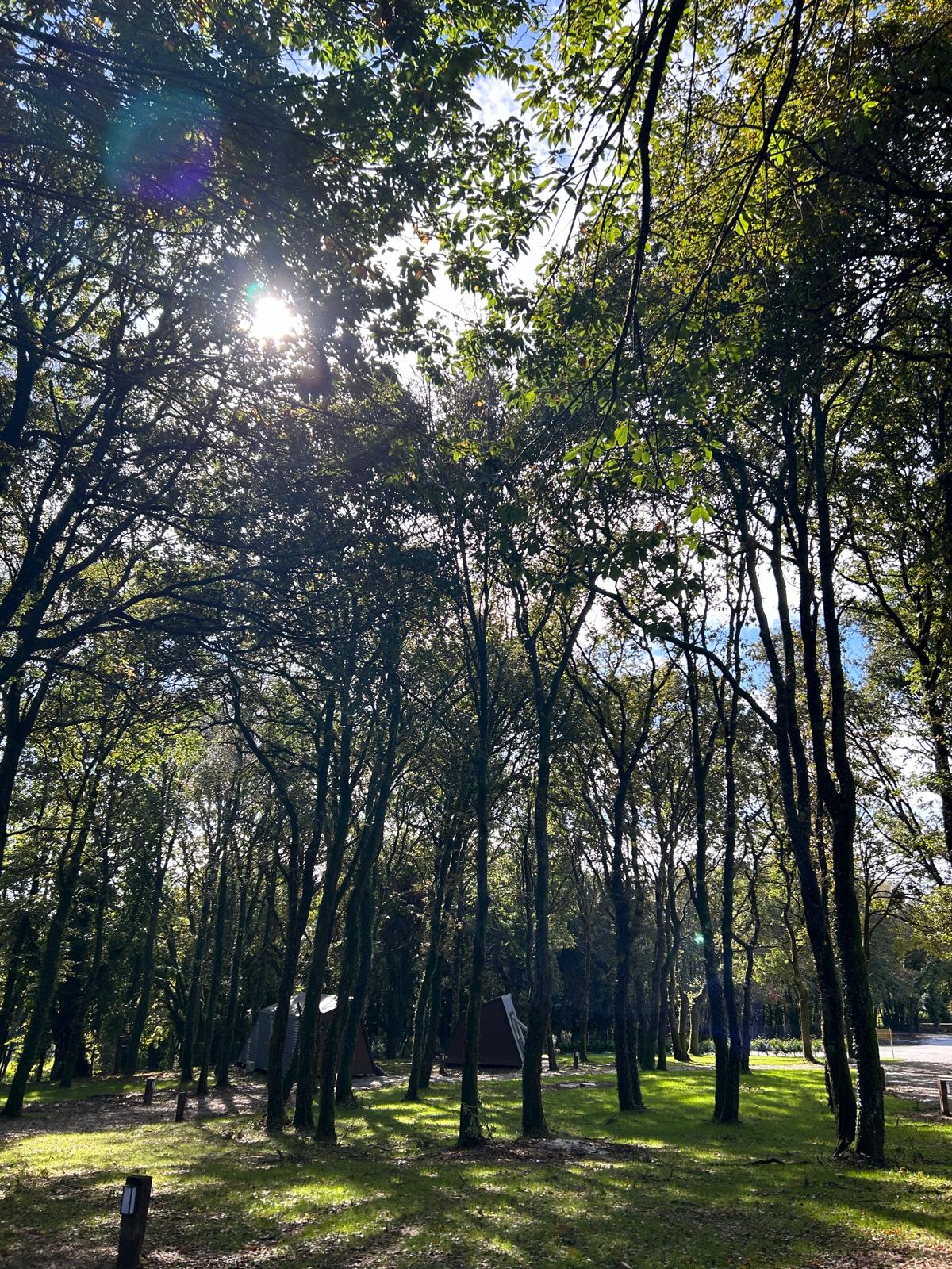 EcoCamp San Román by SuitesNature - Camino Primitivo - Foto 4